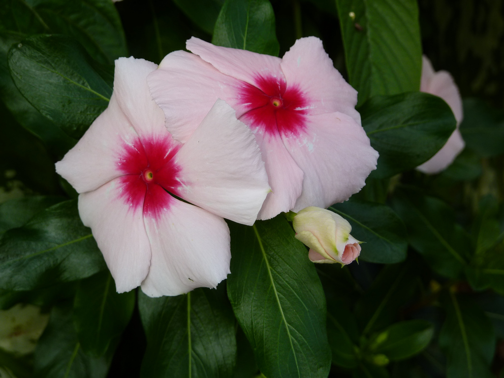 Madagascar Periwinkle